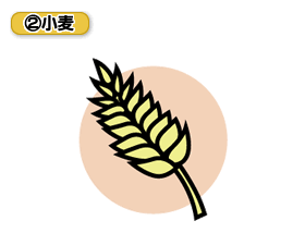 (2)小麦